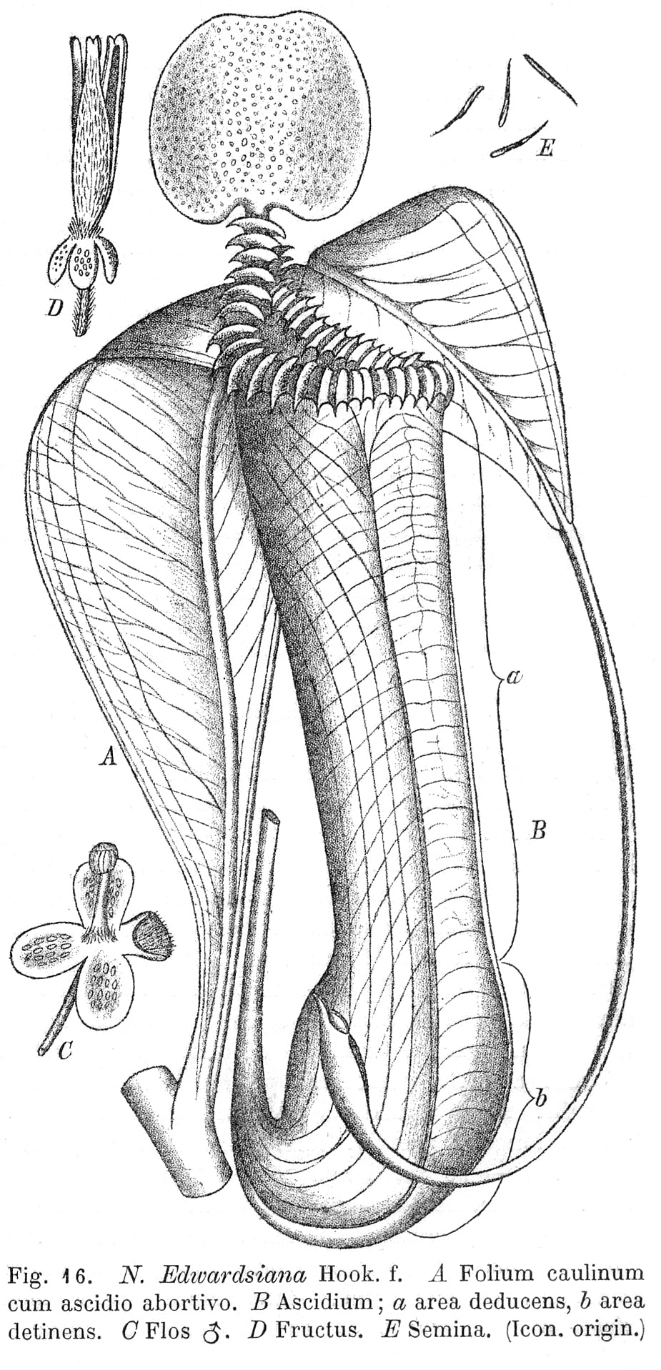 Nepenthes edwardsiana (Kinabalu Form)