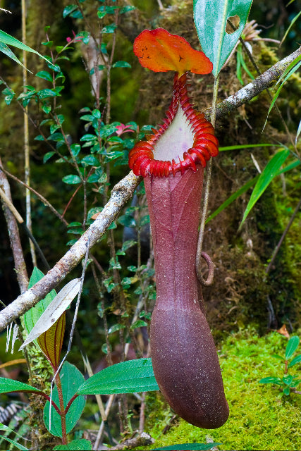 Nepenthes edwardsiana (Kinabalu Form)