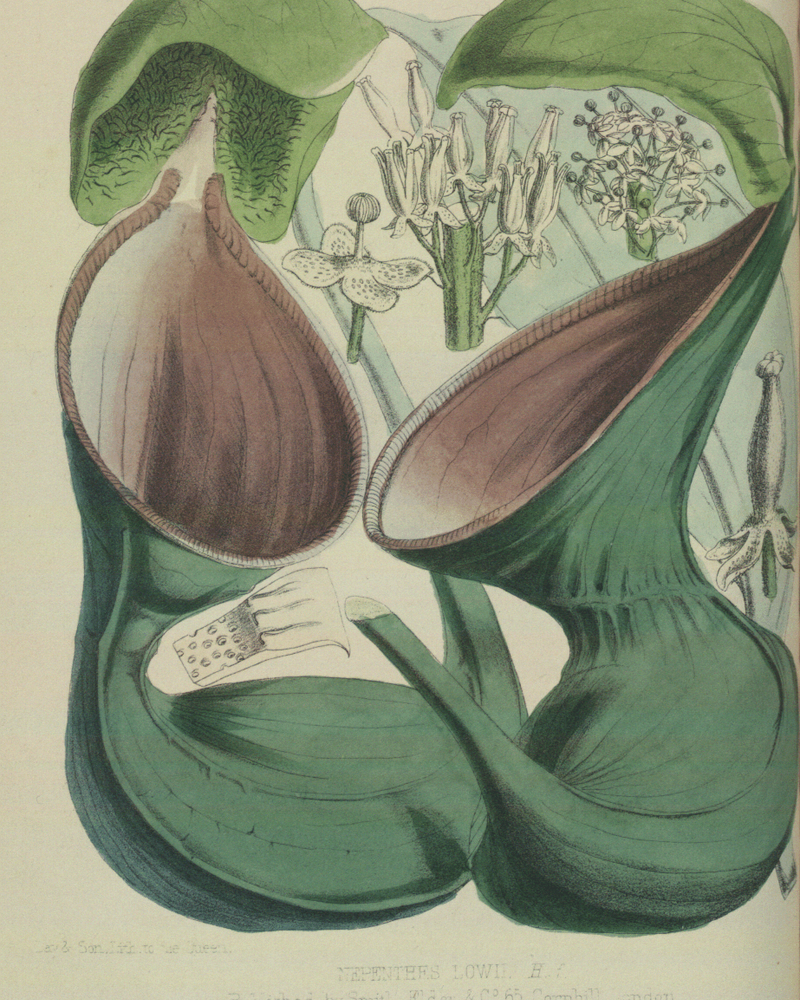 Nepenthes lowii — #BT-LOG-2073