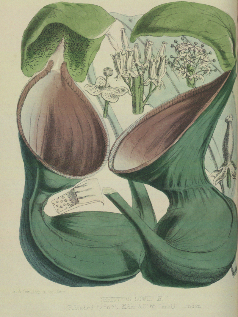 Nepenthes — Lowland