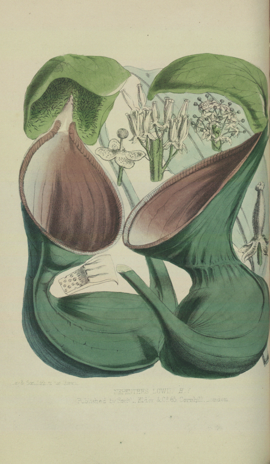 Nepenthes lowii