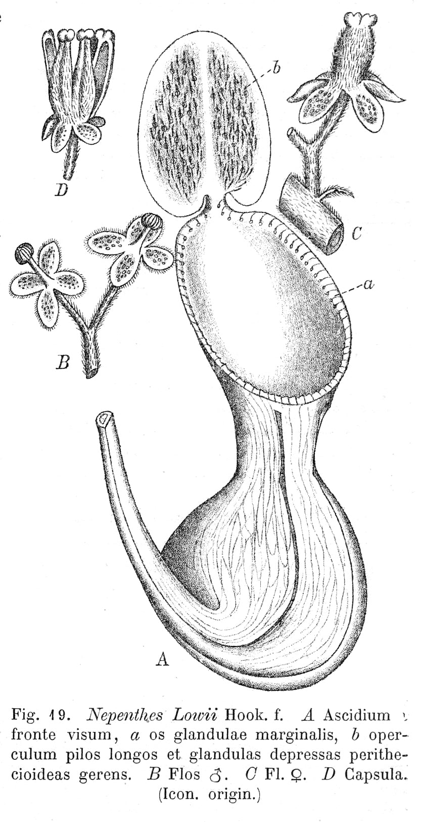 Nepenthes lowii