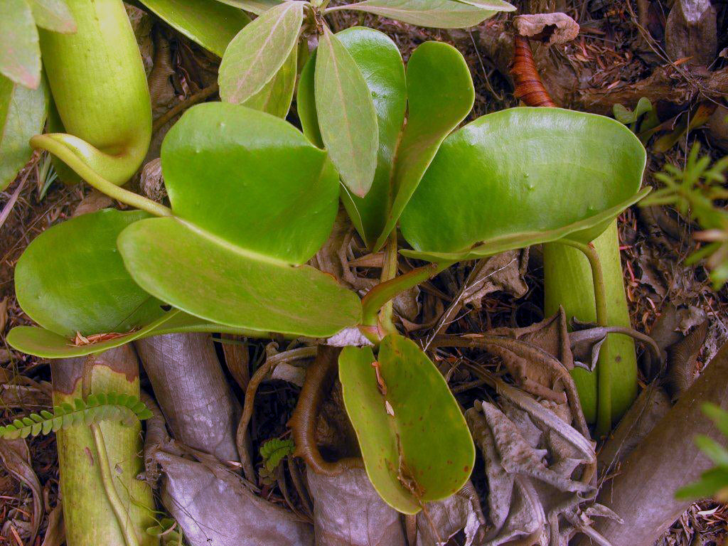 Nepenthes truncata (Giant Form)