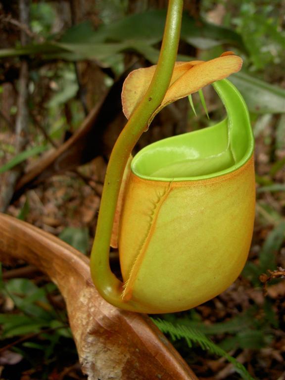 Nepenthes bicalcarata 'Fanged'