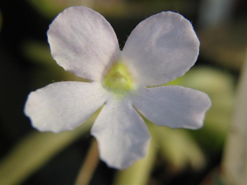 Pinguicula 'Aphrodite'
