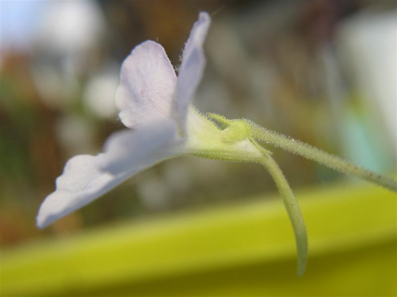Pinguicula 'Aphrodite'