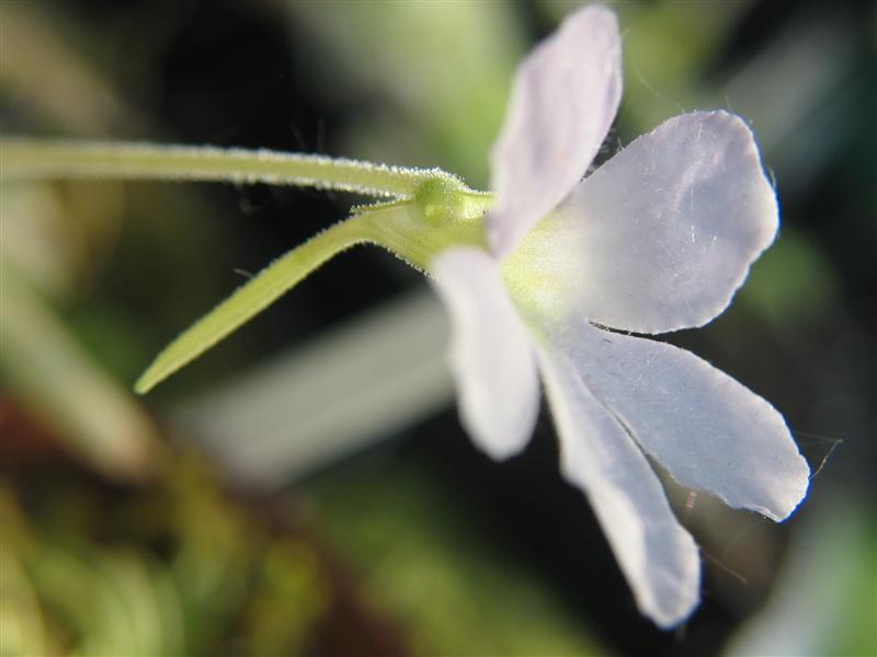 Pinguicula 'Aphrodite'