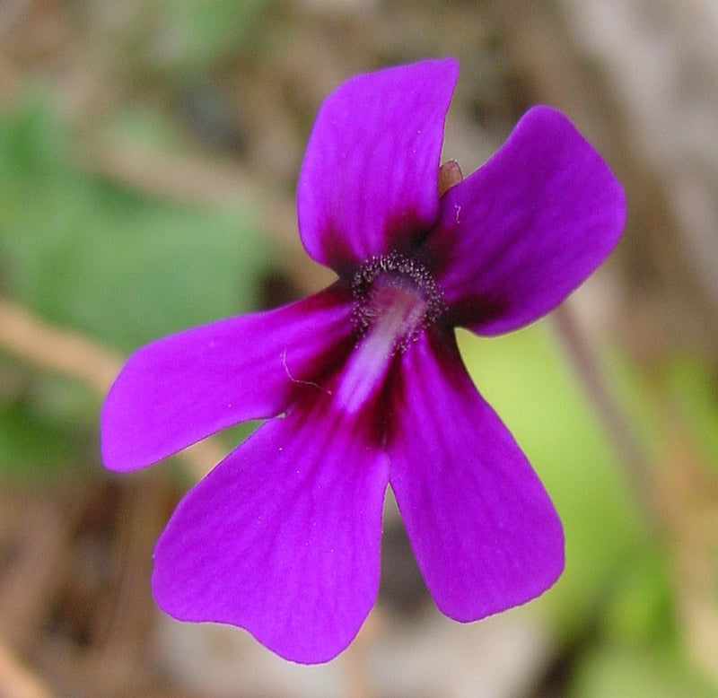 Pinguicula moranensis — #BT-LOG-5017