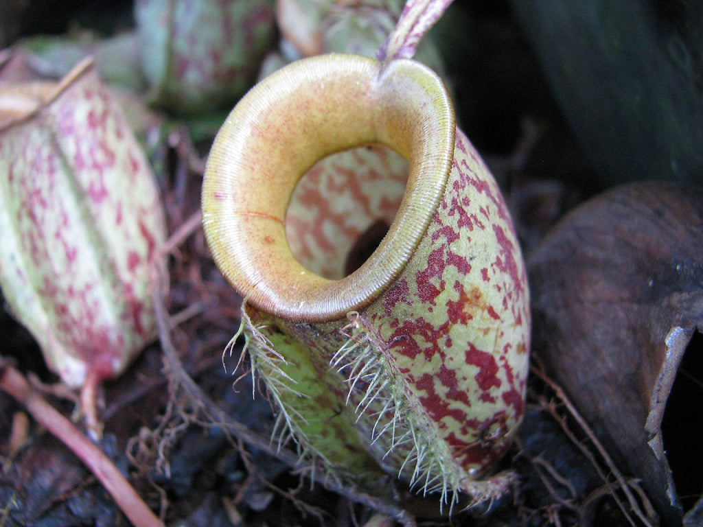 Nepenthes macrophylla