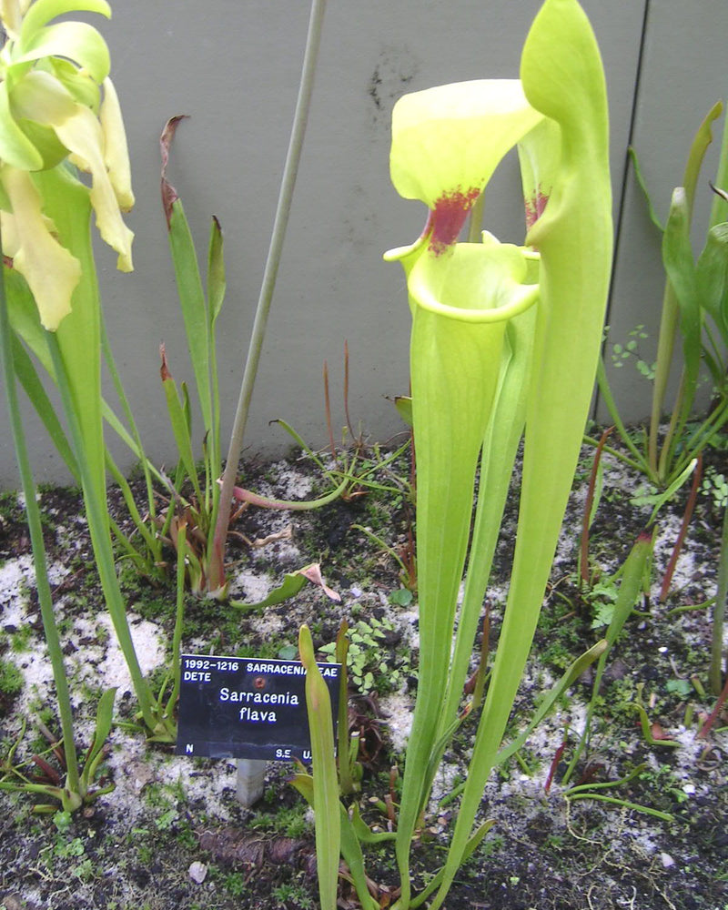 Sarracenia flava (Yellow Trumpet) — #BT-LOG-1801