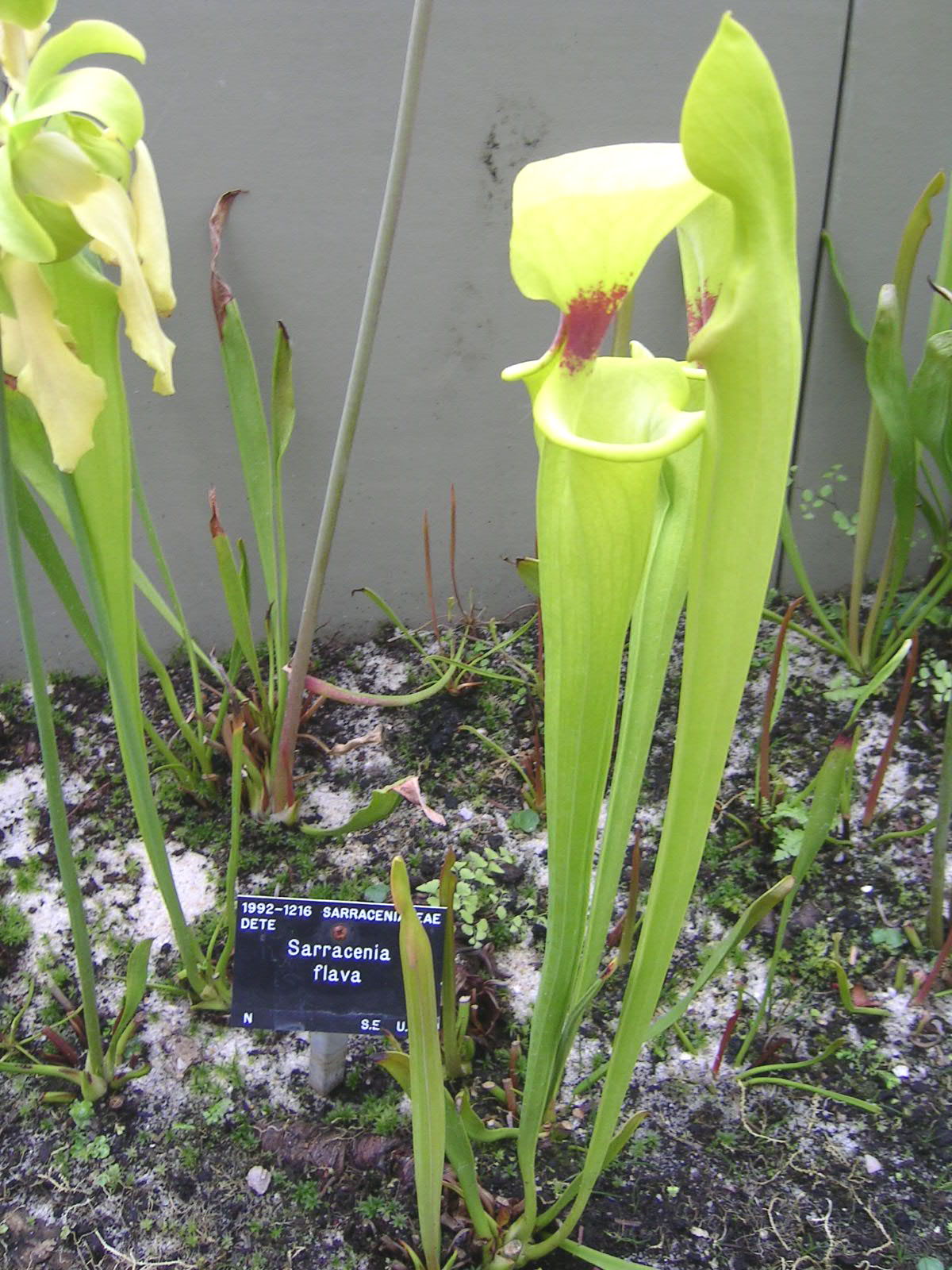 Sarracenia flava (Yellow Trumpet)