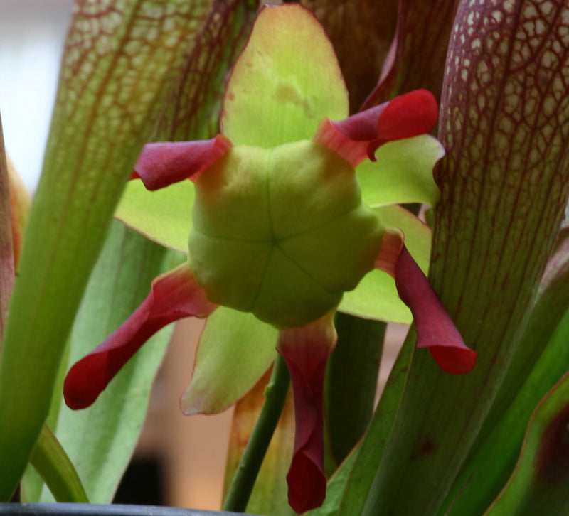 Sarracenia alabamensis (Canebrake Pitcher) — #BT-LOG-1097