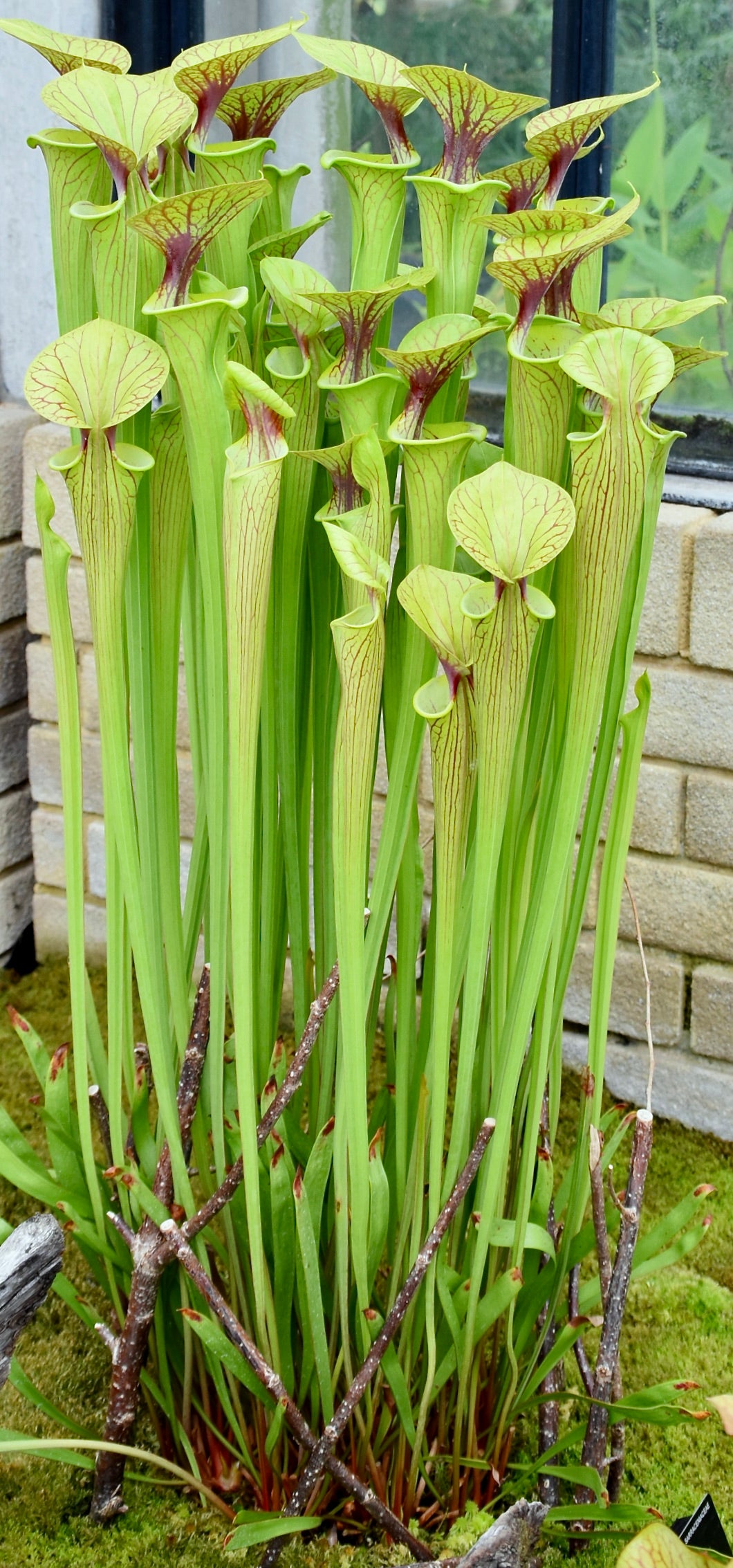Sarracenia flava (Yellow Trumpet)