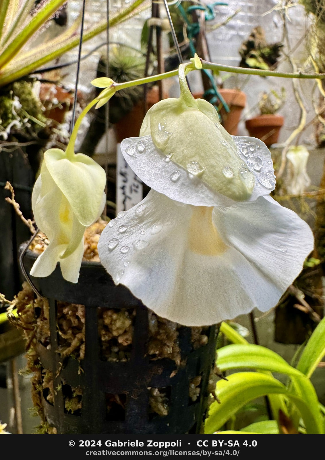 Utricularia alpina (Epiphytic Bladderwort)