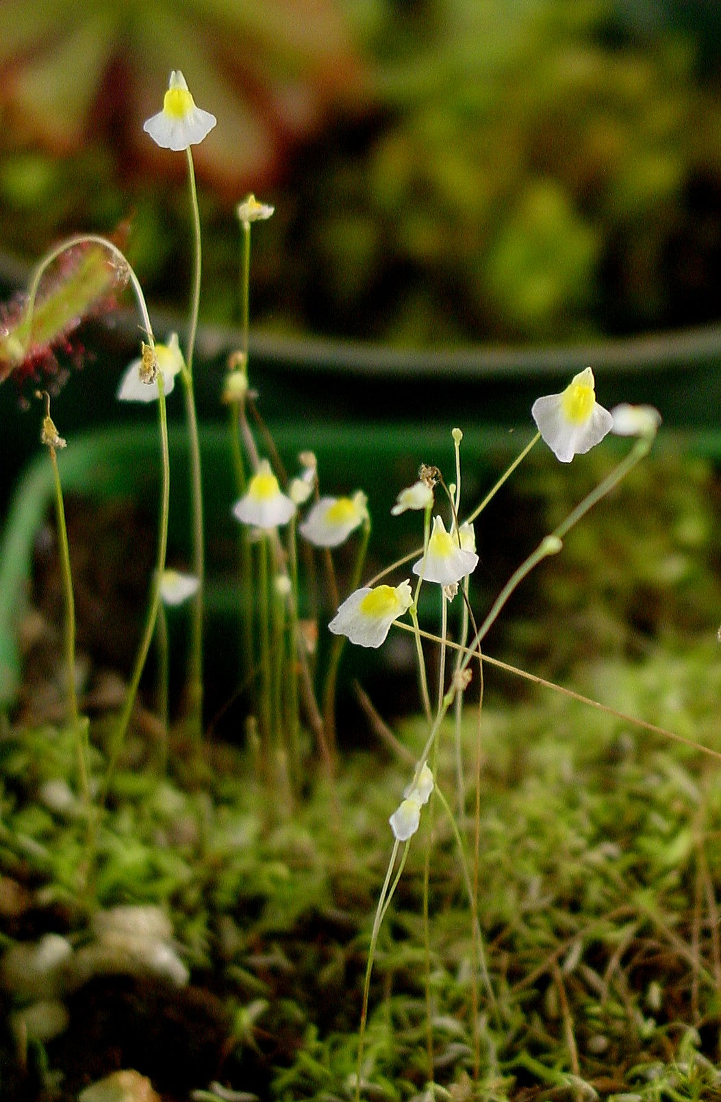 Utricularia bisquamata