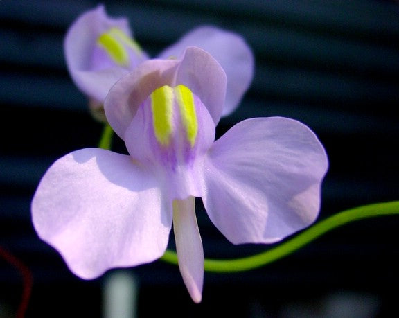 Utricularia nelumbifolia — #BT-LOG-7705